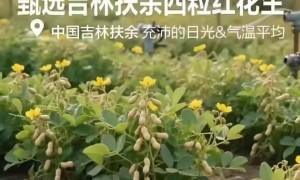 评论丨良品铺子为“花生上树”海报致歉，该补常识的是企业而非AI